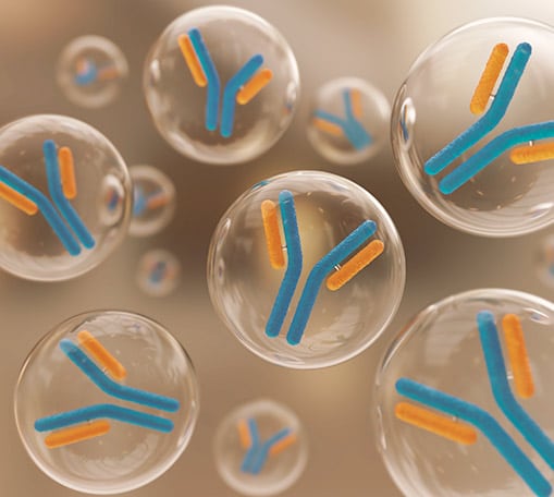 Custom Monoclonal Antibody Services