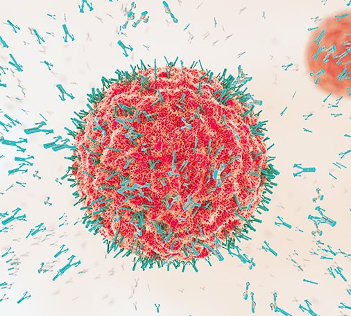 Custom Polyclonal Antibody Services